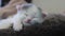 Funny cute video kitten sleeping a on back of mom cat portrait. Lifestyle little sleeps cat