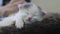 Funny cute video kitten sleeping a on back of mom cat portrait. little sleeps cat lifestyle
