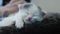 Funny cute video kitten sleeping a on back of mom cat portrait. little sleeps lifestyle cat