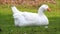 Funny cute white duck on meadow