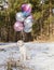 funny cute white puppy sitting in the forest on the snow. Many colorful balloons are tied to the collar