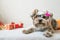 Funny cute Yorkshire Terrier (Yorkie) Dog in carnival glasses li