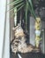 Funny cute young cat playing with hanging home plant leaves in living room. Fluffy Purebred Siberian cat