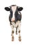 Funny cute young cow full length isolated on white. Looking at the camera black and white curious spotted cow close up.