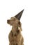 Funny cute young weimaraner dog head wearing a party hat looking at the camera isolated in white