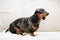 Funny dachshund dog