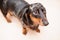 Funny dachshund dog