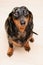 Funny dachshund dog