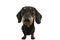 Funny dachshund dog drooling. Isolate on white background