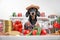 Funny dachshund dog in farmer costume with plaid shirt and straw hat prepares equipment and products for canning