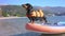 Funny dachshund dog in lifeguard jacket barks while mooring to sea shore on SUP board with oar. Outdoor activities