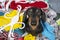 Funny dachshund dog sorts clothes and tries to choose what to wear, sits and looks wearily at the camera, top view