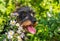 Funny dachshund dog on a walk and summer flowers