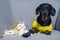 Funny dachshund dog in a yellow T-shirt spends his free time in weekend sitting in chair with a pack of popcorn and TV remote cont