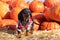 Funny Dachshund puppy, black and tan, dressed in a village check shirt, standing nearby a heap a pumpkin harvest at the