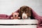 funny dachshund puppy cute cozy photo lovely pet dog portrait