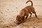 Funny dachshund puppy is digging hole on beach