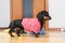 Funny dachshund puppy in home red and white striped t-shirt obediently stands and waits for a walk, feeding or when the