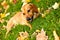 Funny dachshund puppy lay on green grass