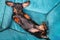 Funny dachshund puppy lies belly up with his long ears spread out on pillow in pet bed, top view, copy space. Lazy