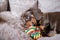 funny dachshund puppy nibbles a toy