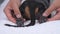 Funny dachshund puppy undergoes paws massage in dog salon