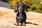 Funny dachshund puppy was exploring and sniffing beach looking for some garbage to eat, nose and tongue smeared with