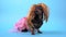 Funny dachshund wearing golden blond wig and pink dress on blue background
