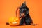 Funny dachshund in witch pointed hat with veil and black magic mantle sits on orange background and looks down into