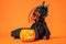 Funny dachshund in witch pointed hat with veil and black magic mantle sits on orange background with pumpkin jack