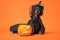 Funny dachshund in witch pointed hat with veil and black magic mantle sits on orange background with pumpkin jack lantern, copy