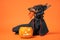 Funny dachshund in witch pointed hat with veil and black magic mantle sits on orange background with pumpkin jack lantern, copy
