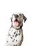 Funny dalmatian dog â€‹â€‹with tongue hanging out.