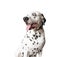 Funny dalmatian dog â€‹â€‹with tongue hanging out.