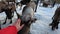 Funny deer eats bread from a woman hand in winter at the reindeer herders stable