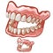 Funny dentures with white natural-looking teeth