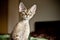 Funny Devon Rex kitten is looking what is going on