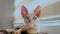 funny Devon Rex kitten A with smart eyes is trying to sleep sitting on the windowsill