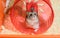 The funny Djungarian dwarf hamster is standing on its hind legs in the red plastic running wheel