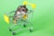 Funny Djungarian hamster sits in children s empty shopping cart on green background. Funny pet is having fun