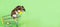 Funny Djungarian hamster sits in children`s empty shopping cart on green background. Funny pet is having fun. banner
