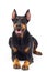 funny doberman dog looking up on a white