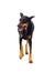 Funny doberman dog looking up on a white