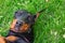 Funny doberman pinscher lies on the grass