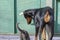 Funny doberman puppy playing outside with a gray kitten