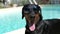 Funny doberman sunbathing at the pool