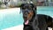 Funny doberman sunbathing at the pool