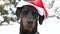 Funny Doberman Wearing Santa Hat in the Snow