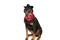 Funny dobermann dog with hat and bandana sticking out tongue