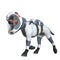 Funny dog with astronaut costume isolated